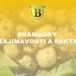 Ilustrační obrázek brambor se žlutým pozadím