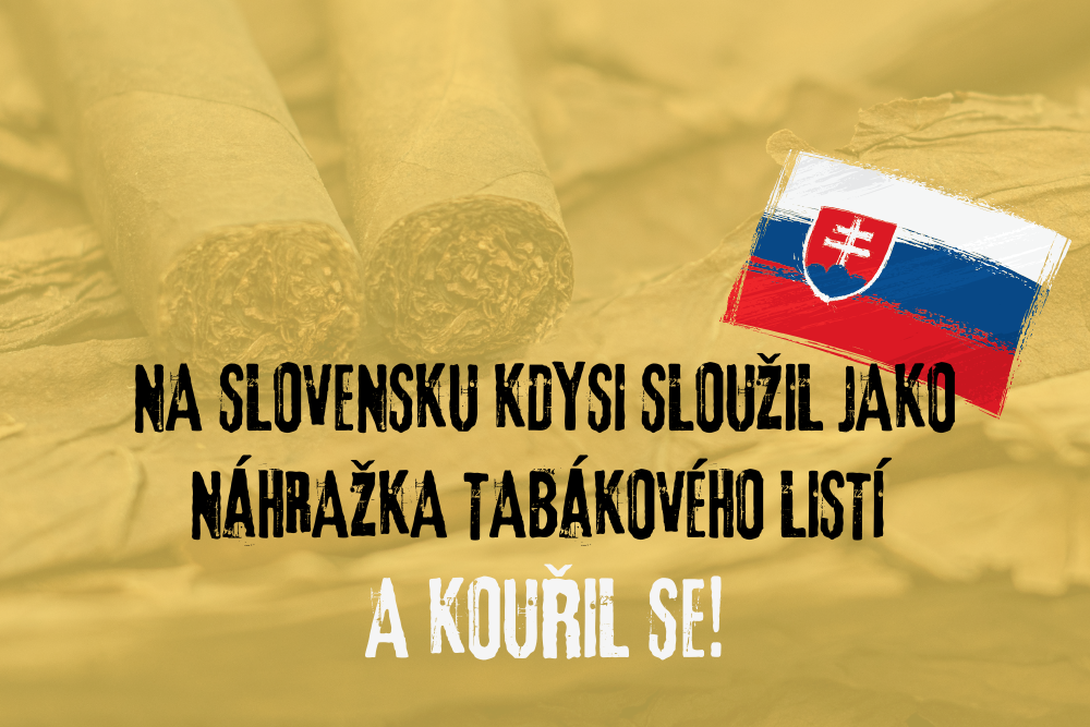 Křen jako náhražka tabákového listí