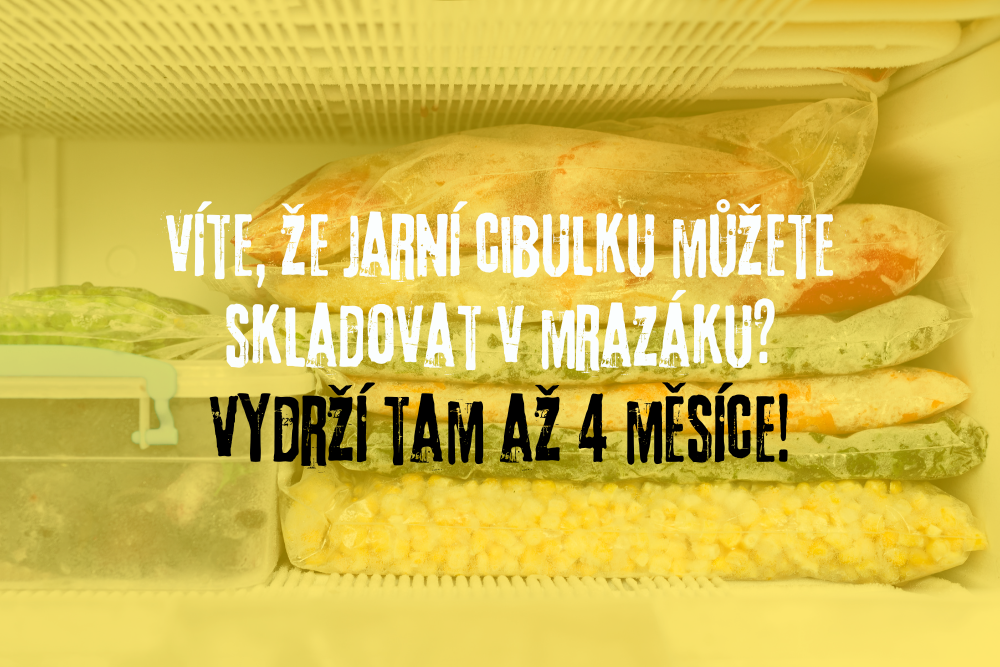 Skladování jarní cibulky v mrazáku