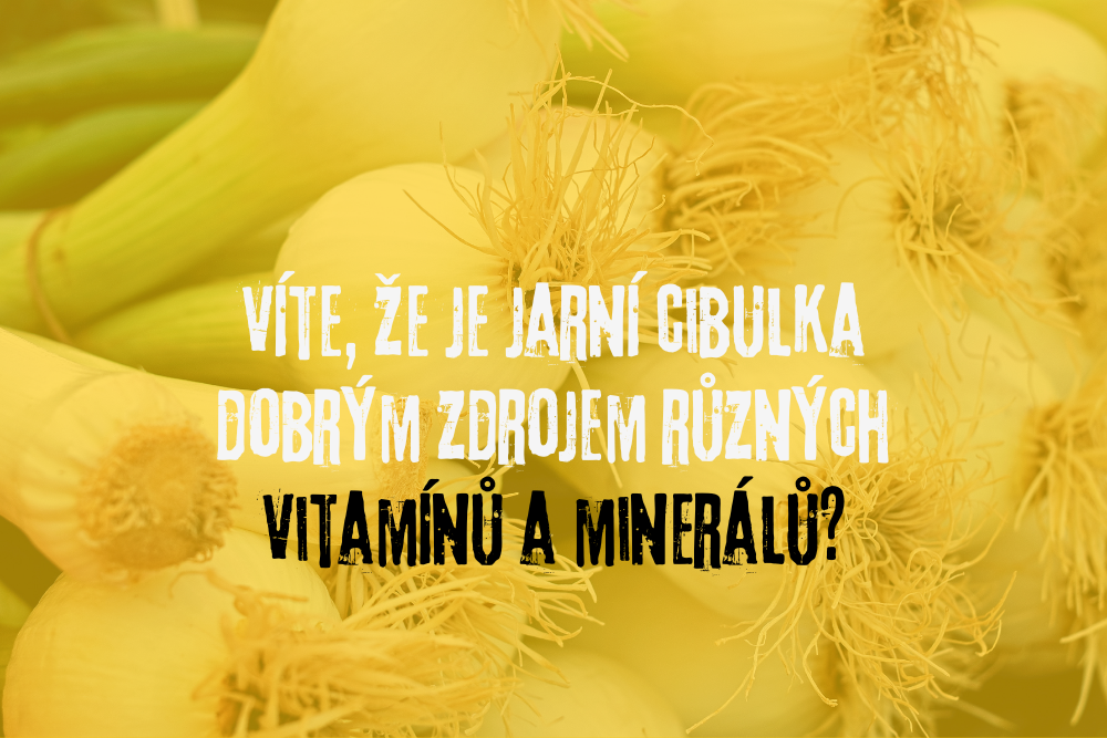 Jarní cibulka a zdraví