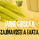 Jarní cibulka: Zajímavosti a fakta