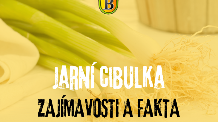 Jarní cibulka: Zajímavosti a fakta