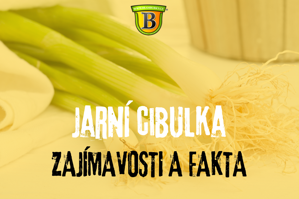 Jarní cibulka: Zajímavosti a fakta