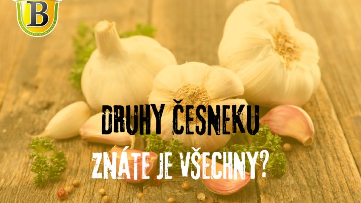 Druhy česneku