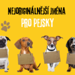 Nejoriginálnější jména pro pejsky