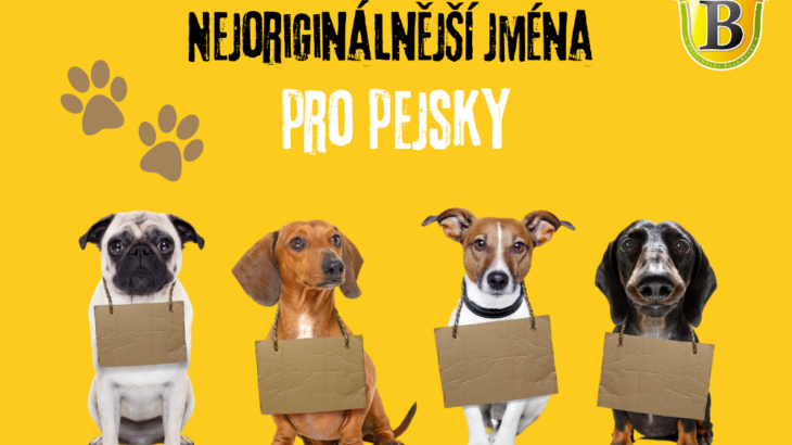 Nejoriginálnější jména pro pejsky