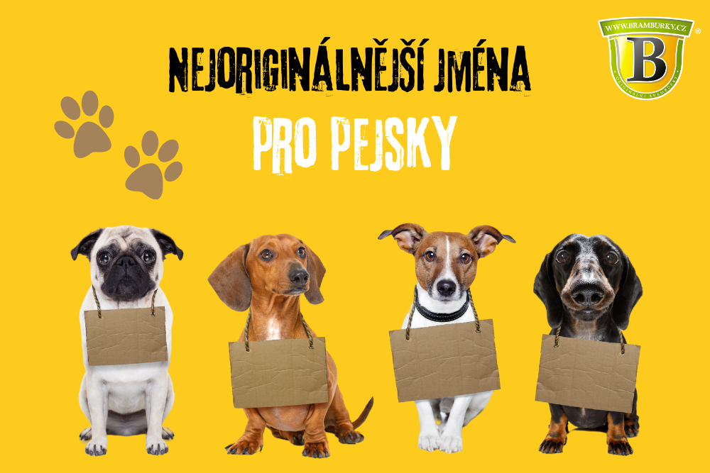 Nejoriginálnější jména pro pejsky