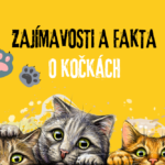 Zajímavosti o kočkách