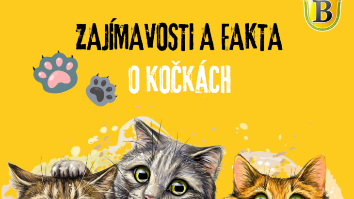 Zajímavosti o kočkách