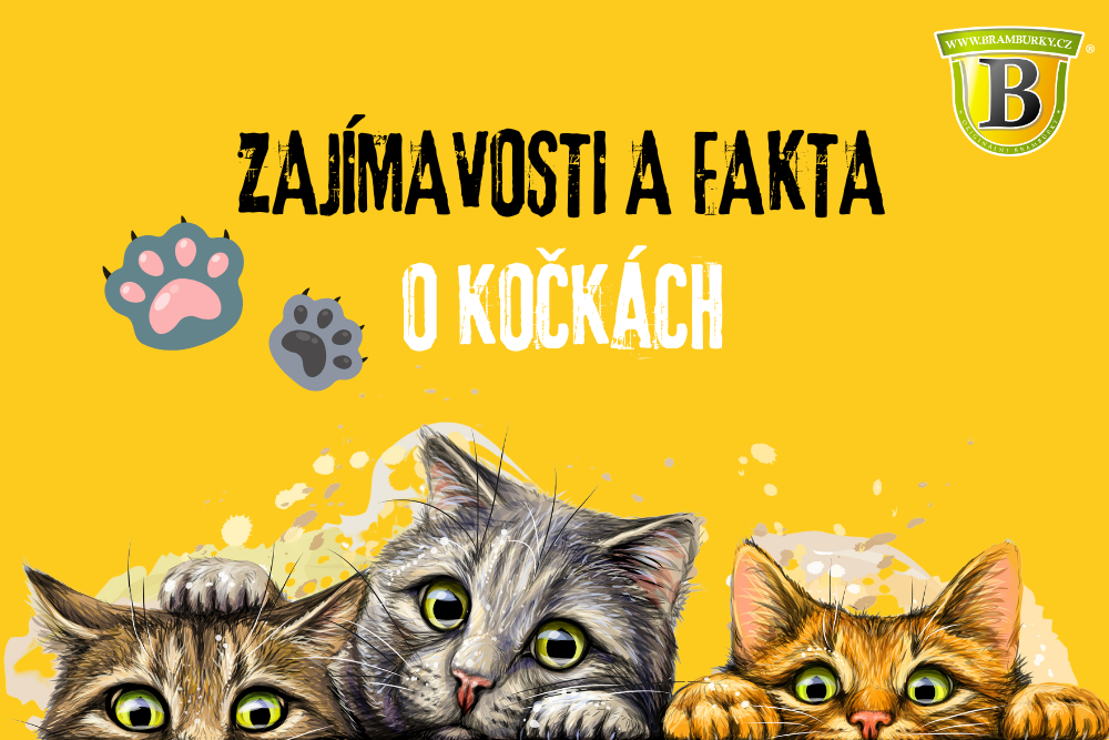 Zajímavosti o kočkách