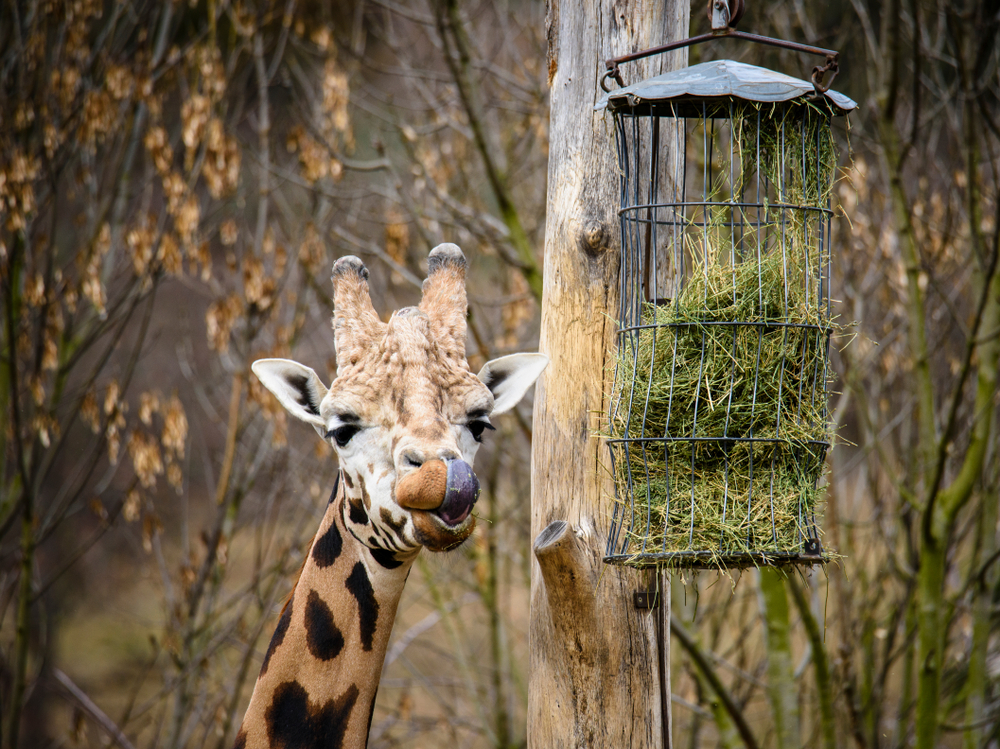 Zoologická a botanická zahrada města Plzně