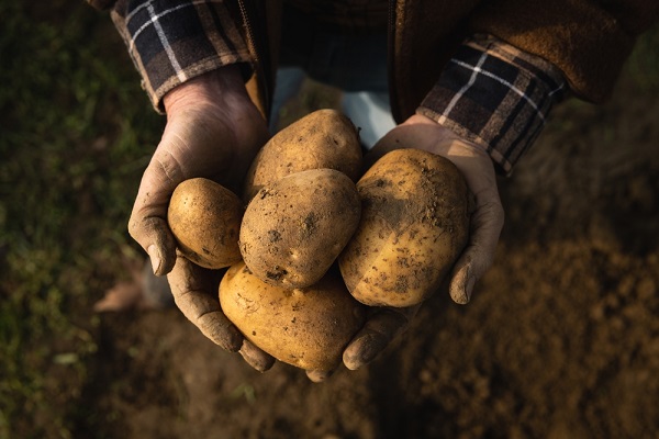 Proces výroby brambůrek - výběr brambor