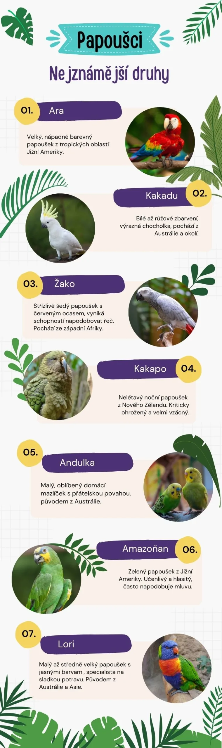 Nejznámější druhy papoušků - infografika