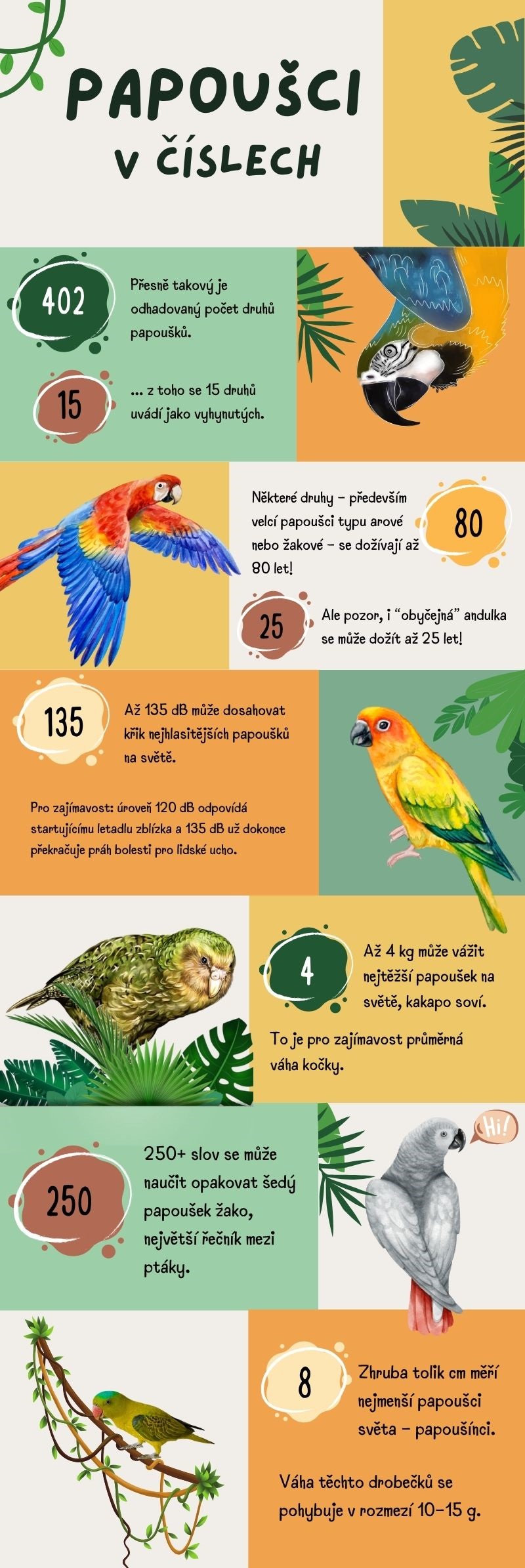 Papoušci v číslech - infografika