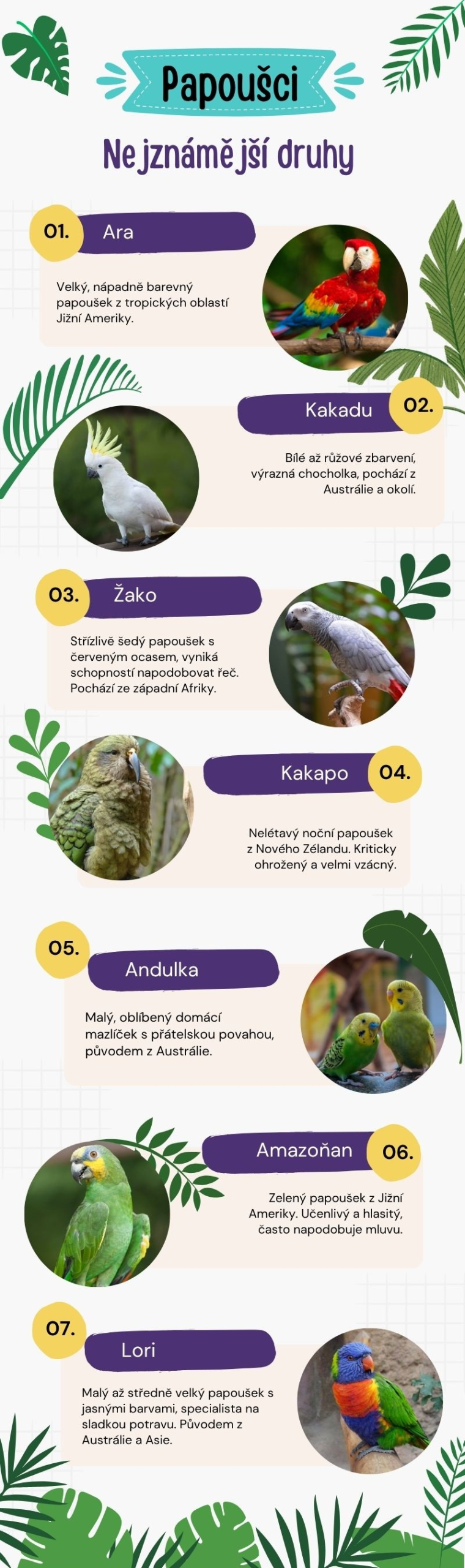 Nejznámější druhy papoušků - infografika